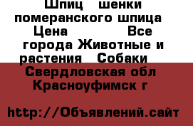 Шпиц - шенки померанского шпица › Цена ­ 20 000 - Все города Животные и растения » Собаки   . Свердловская обл.,Красноуфимск г.